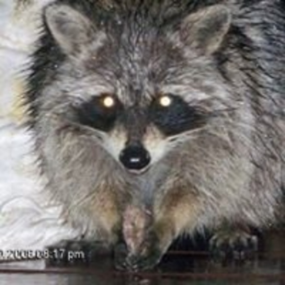 Meet your Posher, Ricky - Picture 1 of 1